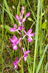 Anacamptis laxiflora