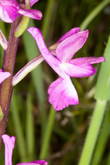 Anacamptis laxiflora