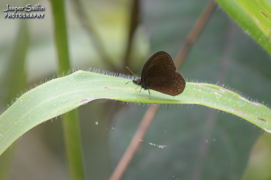 Manerebia staudingeri