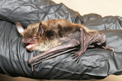Little Brown Myotis photo 2