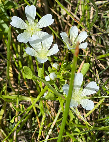 Sebastopol meadowfoam (Limnanthes vinculans)