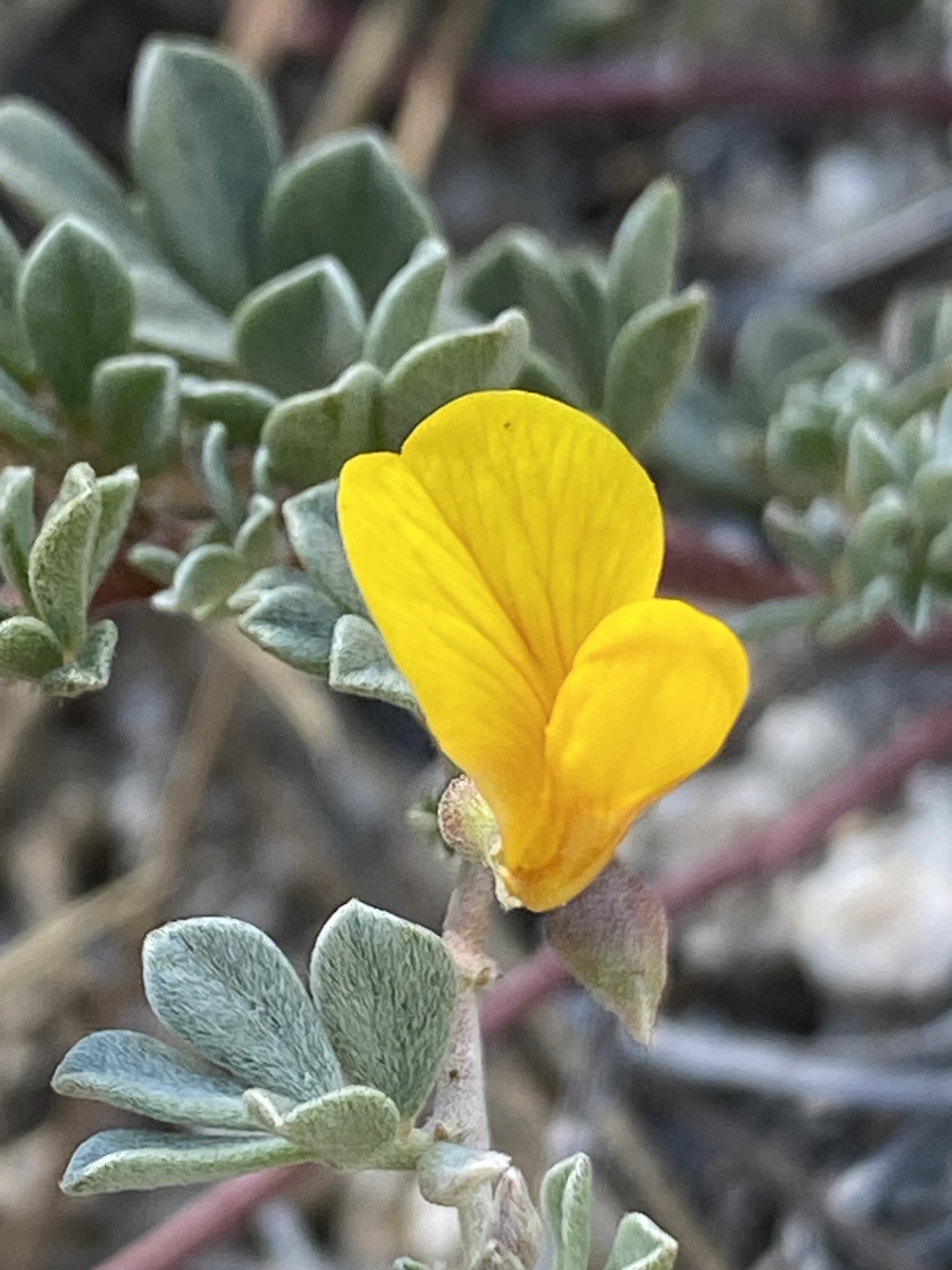 Acmispon argyraeus