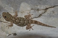 Tarentola mauritanica