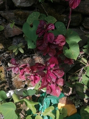 Bloodleaf Plant (Iresine herbstii)