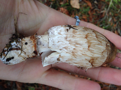 Coprinus comatus