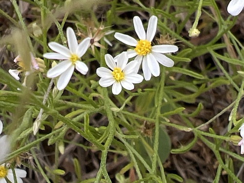 Chaetopappa asteroides (Nutt.) DC.