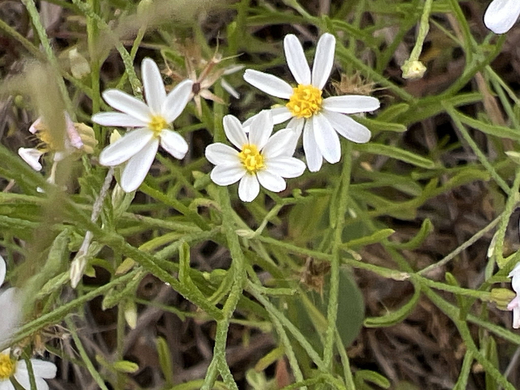 Chaetopappa asteroides