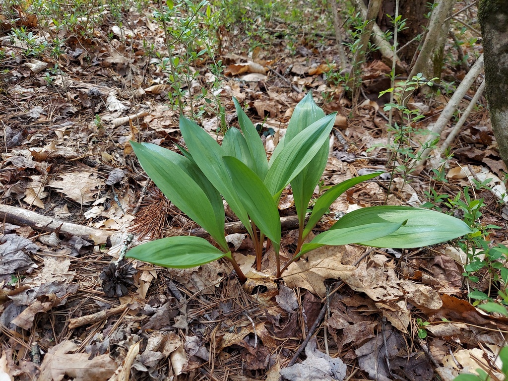 Allium Leafminer