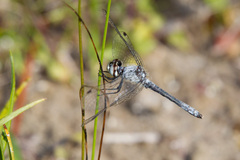 Nannothemis bella