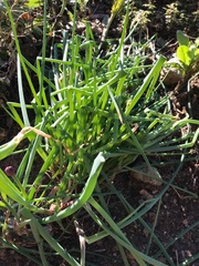 Allium schoenoprasum