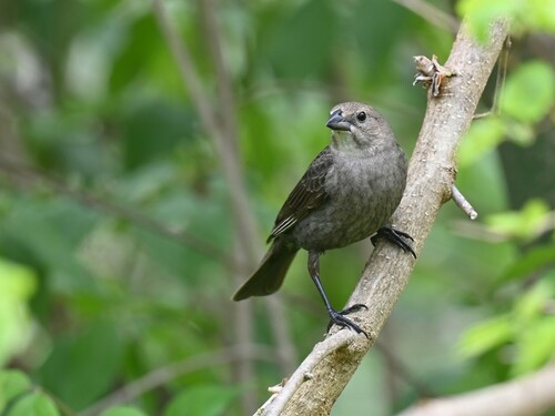 Brown-headed Cowbird photographed in Missouri