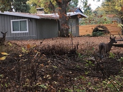 Odocoileus hemionus columbianus