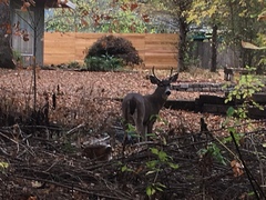 Odocoileus hemionus columbianus