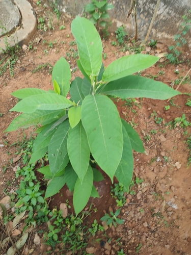 Image of Magnolia champaca by (c) Srichakra Pranav Tamarapalli, some rights reserved (CC BY-SA)