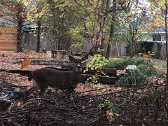 Odocoileus hemionus columbianus