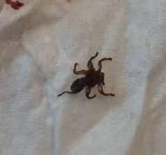 Lipoptena depressa