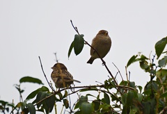 Passer domesticus