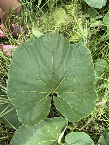 Lagenaria siceraria observed 2023-04-28