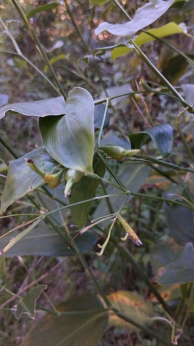 Maranta sobolifera, photograph 6