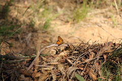 Heteronympha penelope