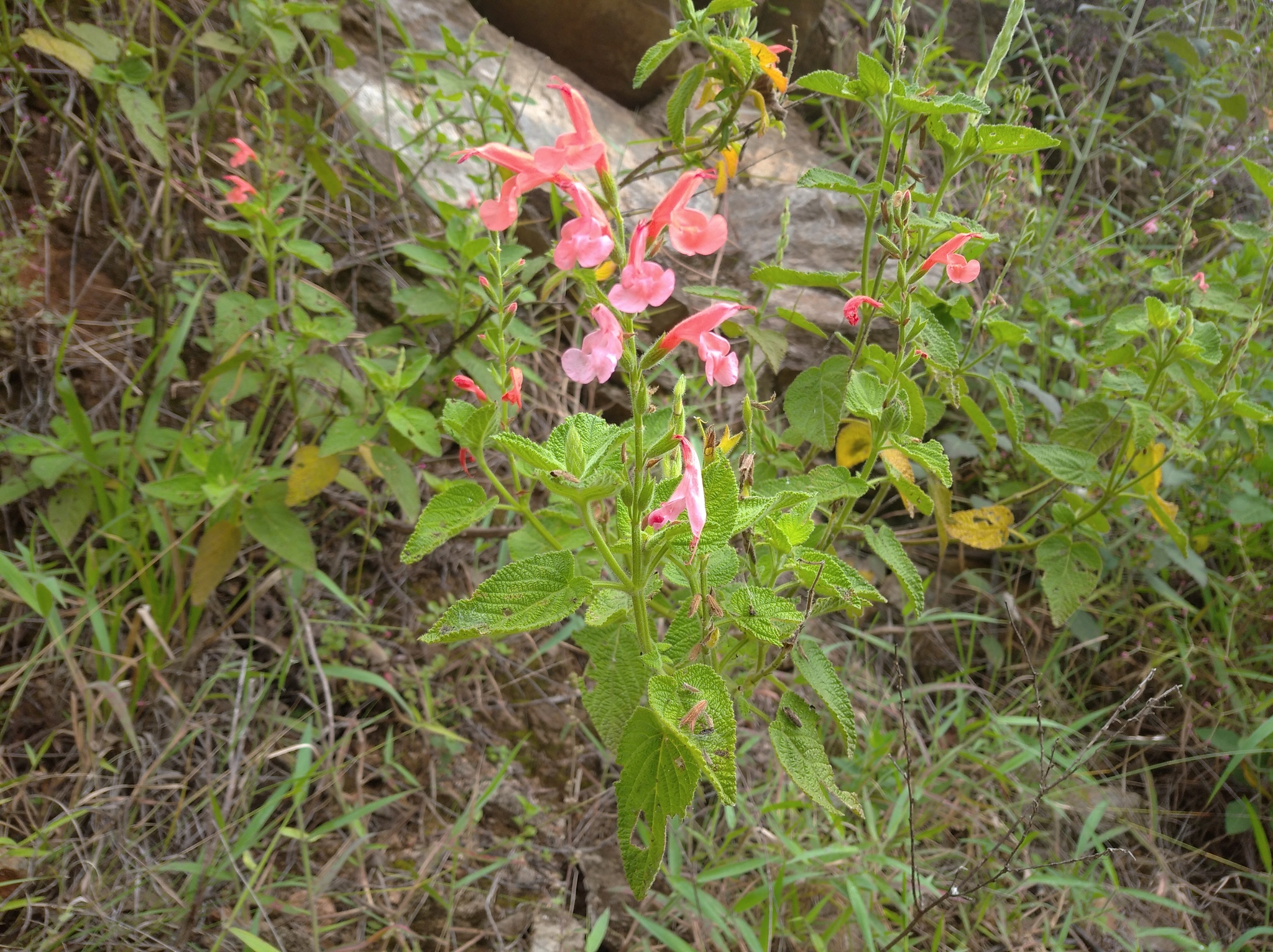 Salvia squalens image