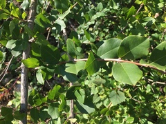 Lonicera fragrantissima
