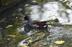Gallinula chloropus