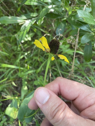Rudbeckia amplexicaulis