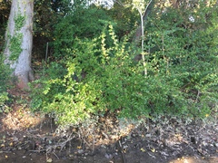 Lonicera fragrantissima