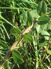 Lonicera fragrantissima