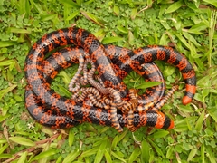 Coral Cylinder Snakes photo 1