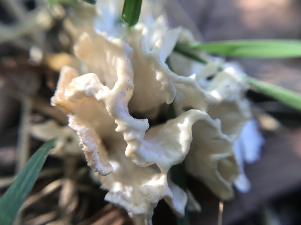 Irpex rosettiformis · April 2023 · photo: © tutitah (iNaturalist, cc0)