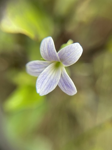 Viola kauaensis var. kauaensis
