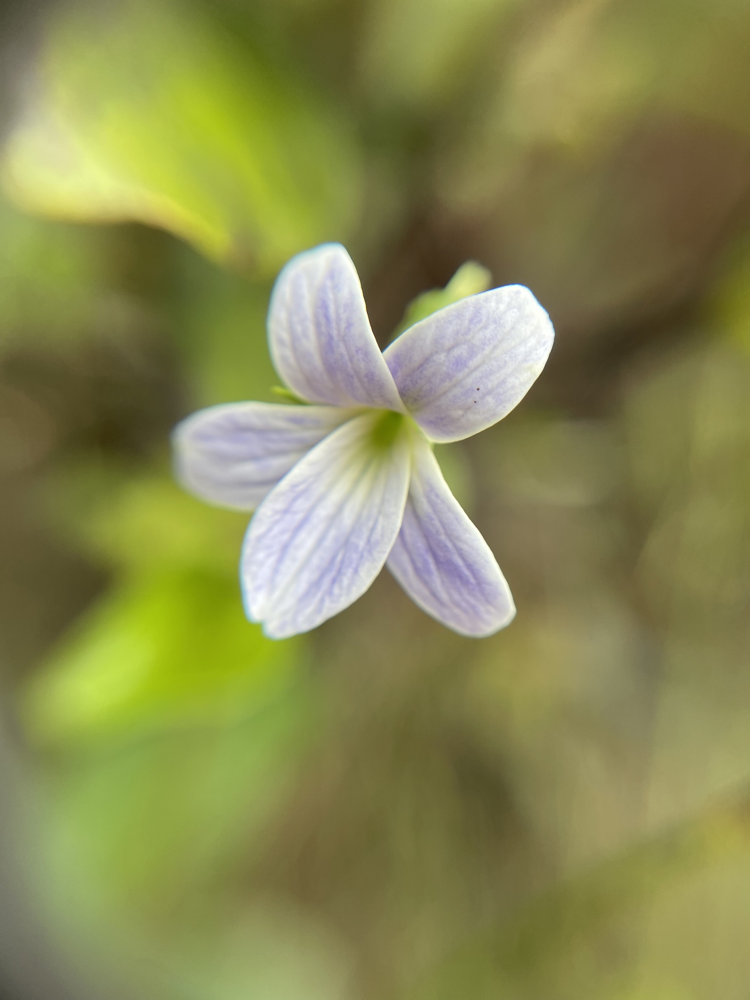 Viola kauaensis var. kauaensis