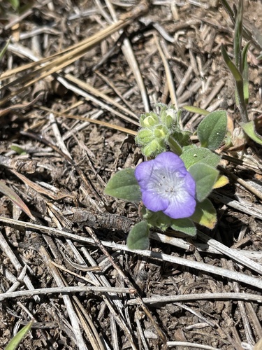 Davidson's phacelia (Phacelia davidsonii)