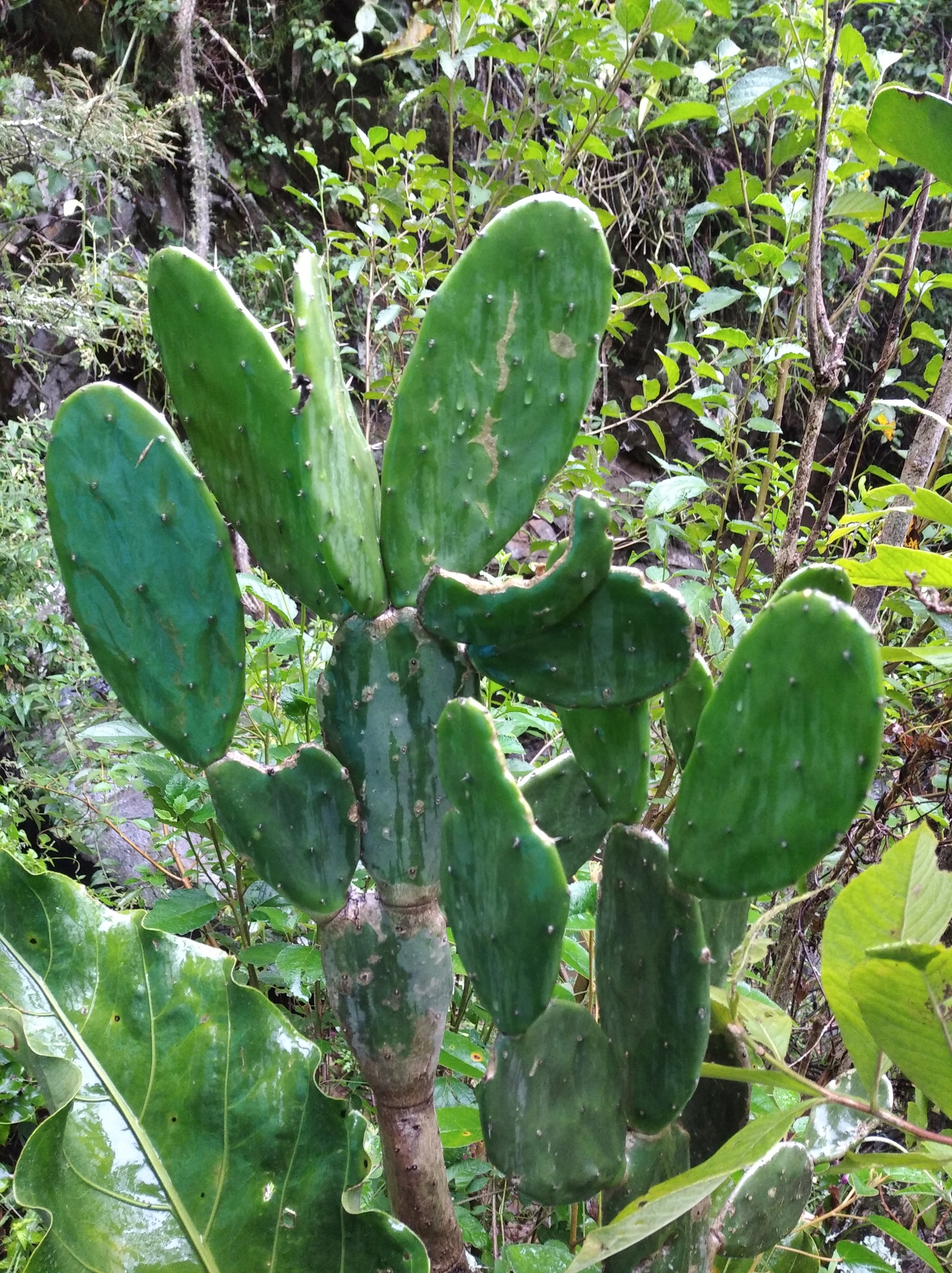 Opuntia image