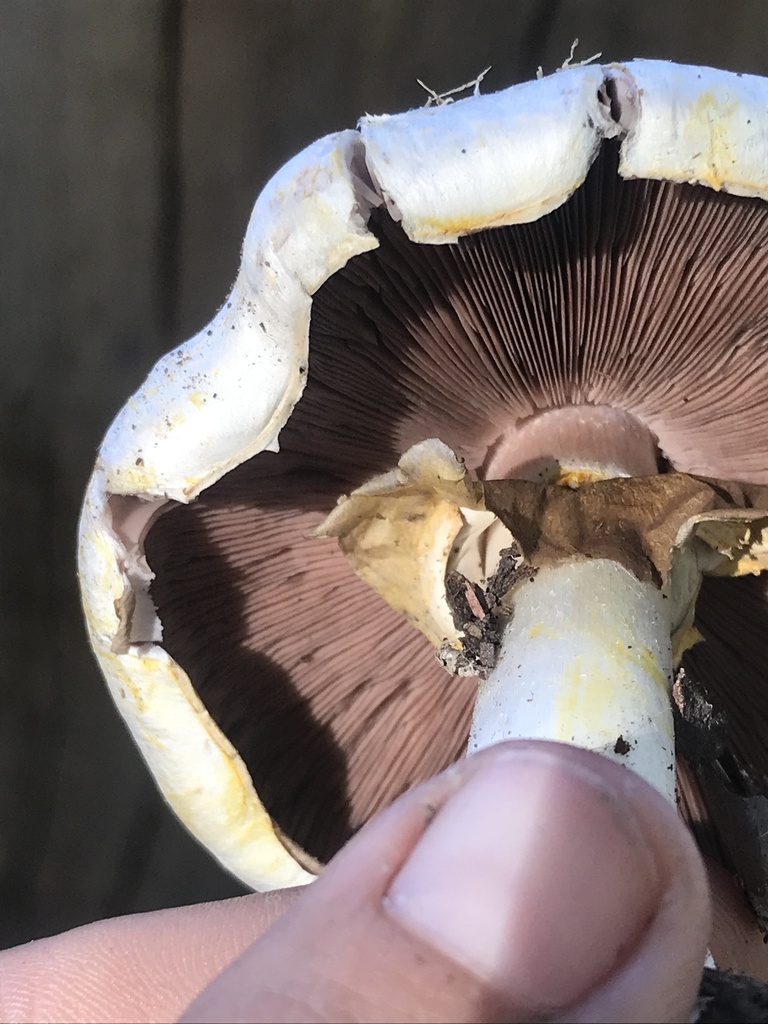 Agaricus xanthodermus · April 2023 · photo: © tutitah (iNaturalist, cc0)