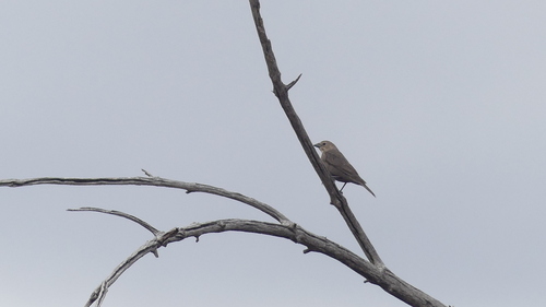 Brown-headed Cowbird photographed in South Dakota