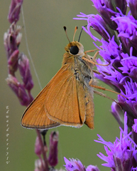 Hesperia meskei straton