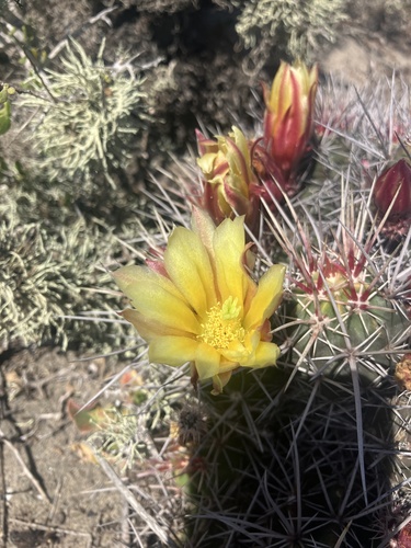 Echinocereus maritimus