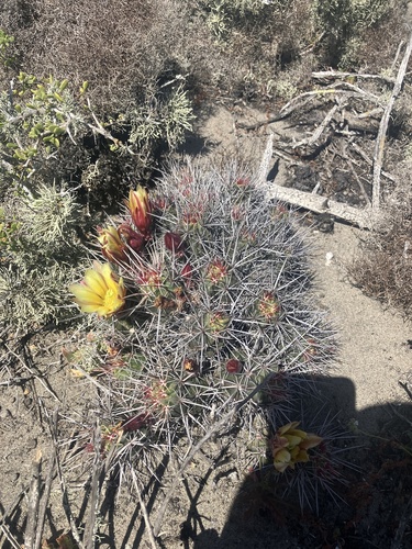 Echinocereus maritimus
