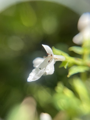 Phyllostegia electra observed 2022-05-22