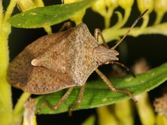 Euschistus servus euschistoides