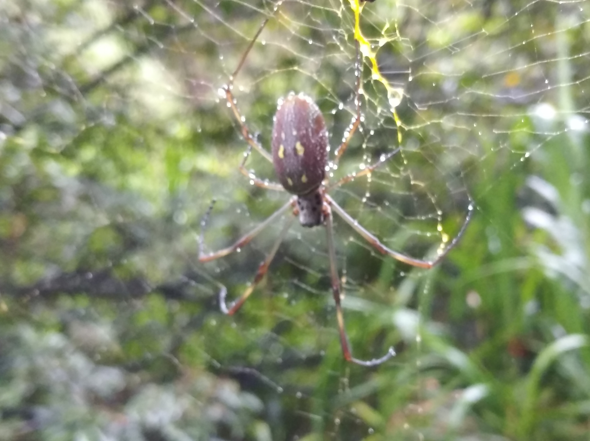 Trichonephila clavipes image