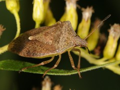 Euschistus servus euschistoides