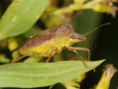 Euschistus servus euschistoides