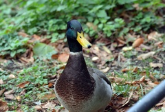 Anas platyrhynchos