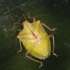 Euschistus servus euschistoides