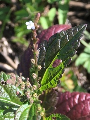 Verbena urticifolia