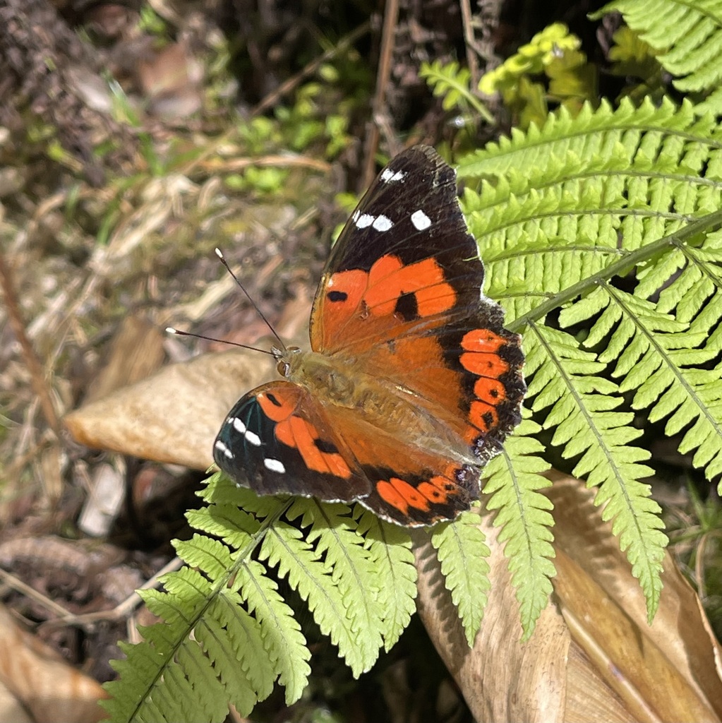Kamehameha Butterfly